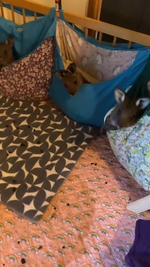 Maternidade de cangurus em bolsas alternativas